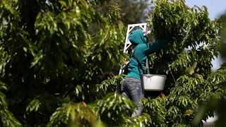 The New Frontiers of Farming Come With Huge Climate Risks
